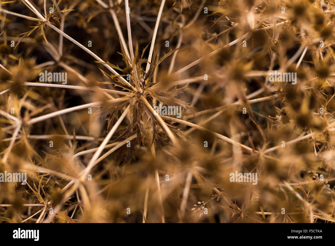Tumbleweed in die herbstliche Wiese Stockfoto