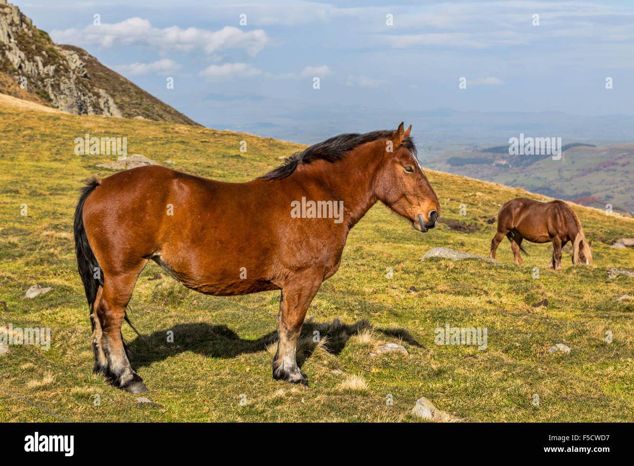 Profil von Braun Wildpferd in Bergen. Stockfoto