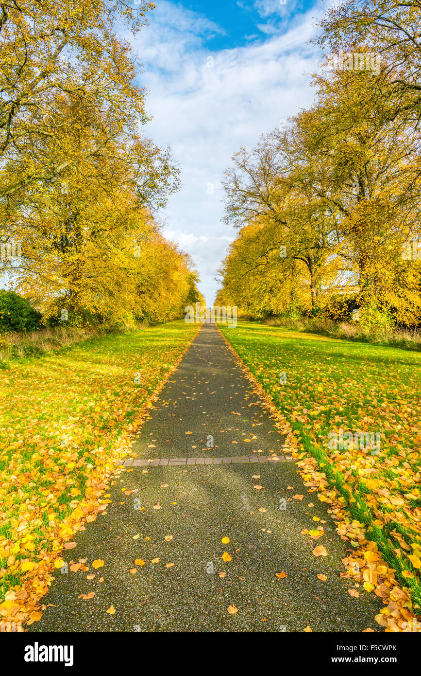 Herbst im Land Irland, Falllaub, gelbes Laub auf einem schönen Wanderweg, Avenue ein Park. Grünes Gras, Farbe, Kontrast. Stockfoto