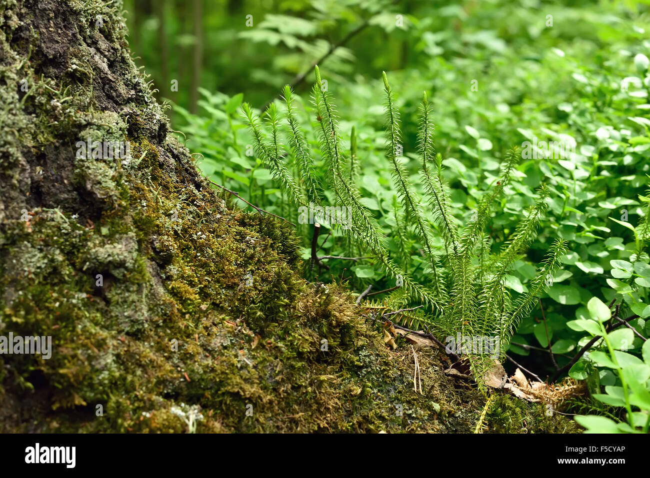 Polytrichum Commune (gemeinsame Haircap Moss) Anlage am Baumstamm Stockfoto