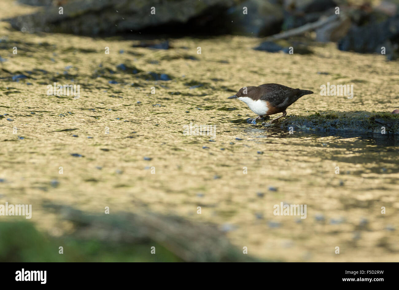 Wasseramseln (Cinclus Cinclus) Stockfoto