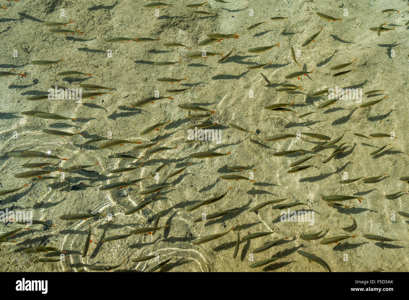 Fischen Sie im kristallklaren Wasser eines Sees im Nationalpark Plitvice in Kroatien Stockfoto
