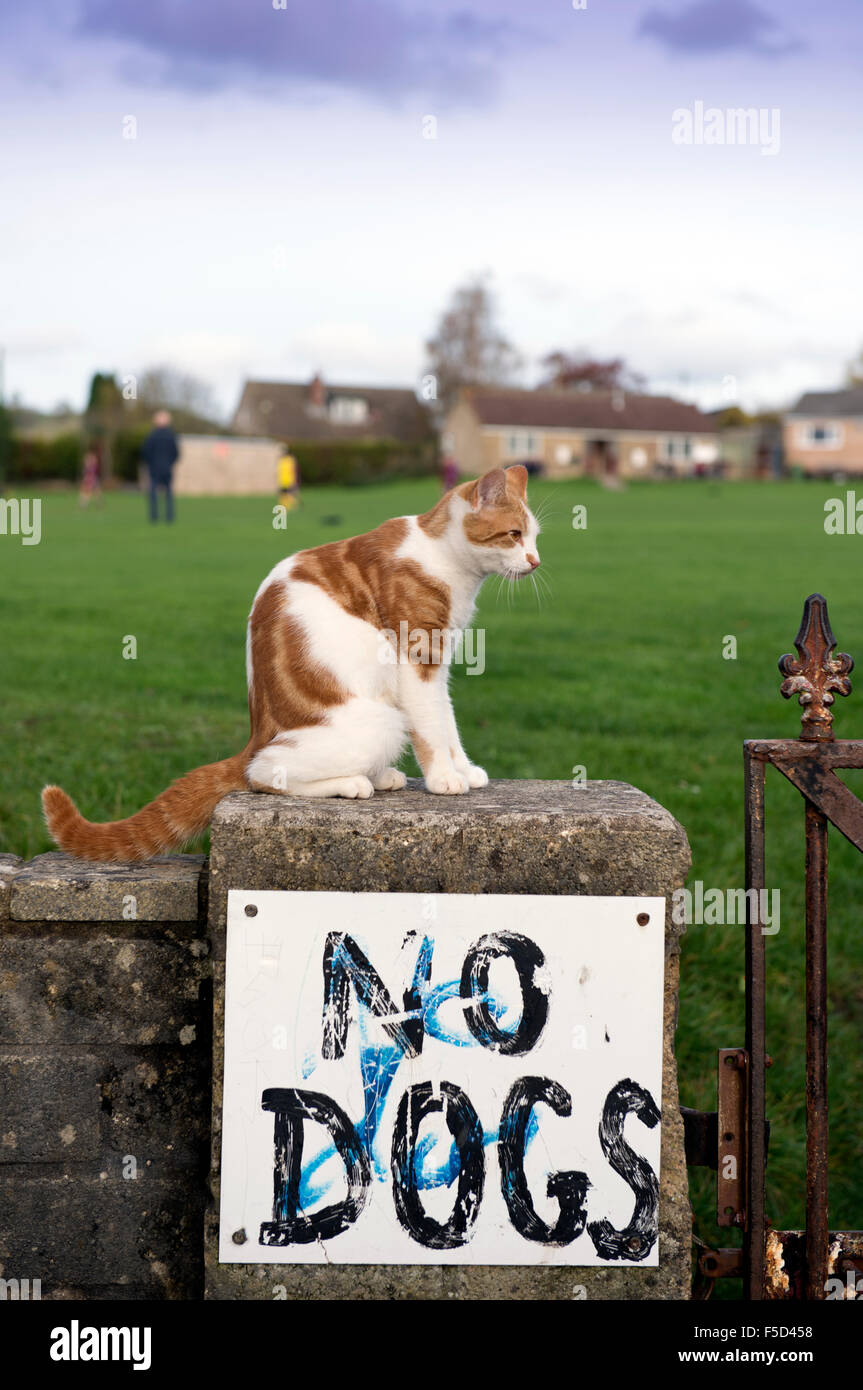 Eine Katze auf einer Umfassungsmauer Spielfelder mit der Aufschrift "No Dogs" UK Stockfoto