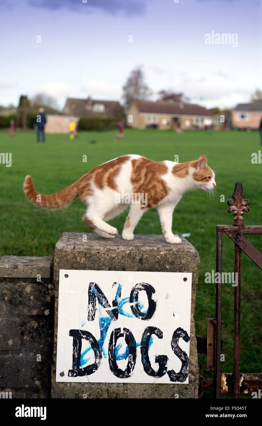 Eine Katze auf einer Umfassungsmauer Spielfelder mit der Aufschrift "No Dogs" UK Stockfoto