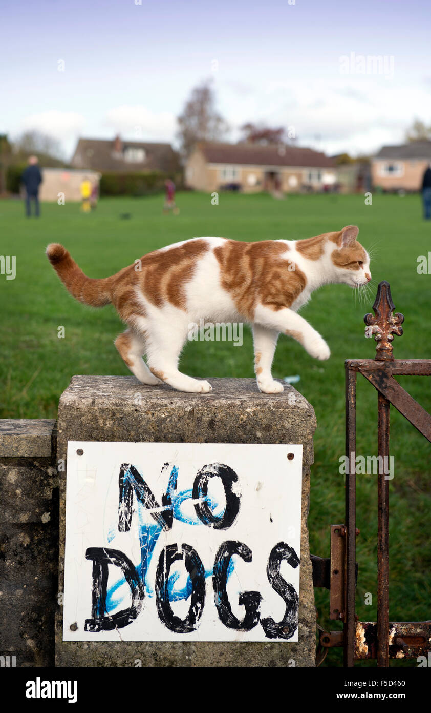 Eine Katze auf einer Umfassungsmauer Spielfelder mit der Aufschrift "No Dogs" UK Stockfoto