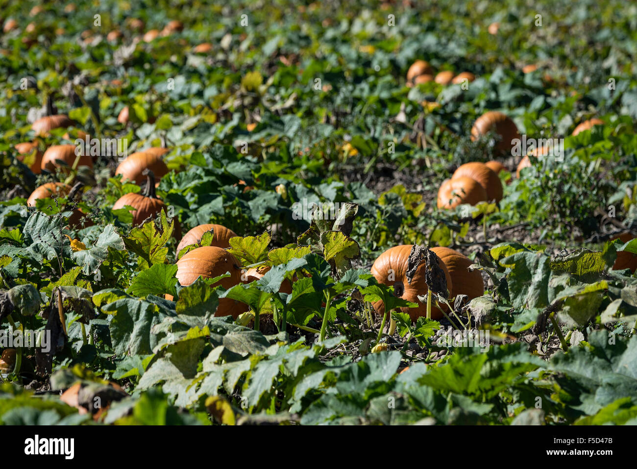 Kürbisfeld, Homer, New York, USA Stockfoto