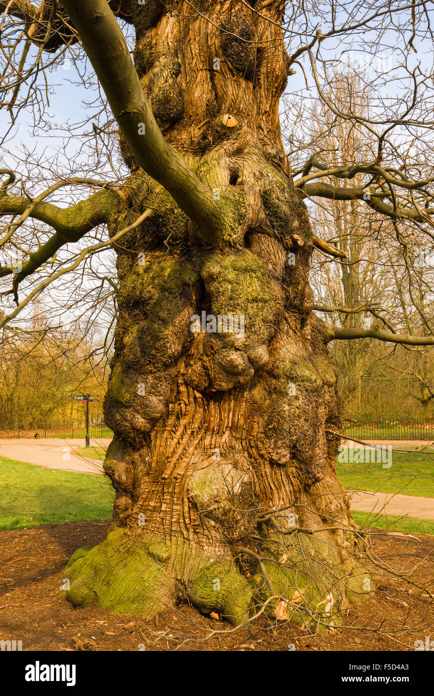 Edelkastanie in den Kensington Gardens Stockfoto