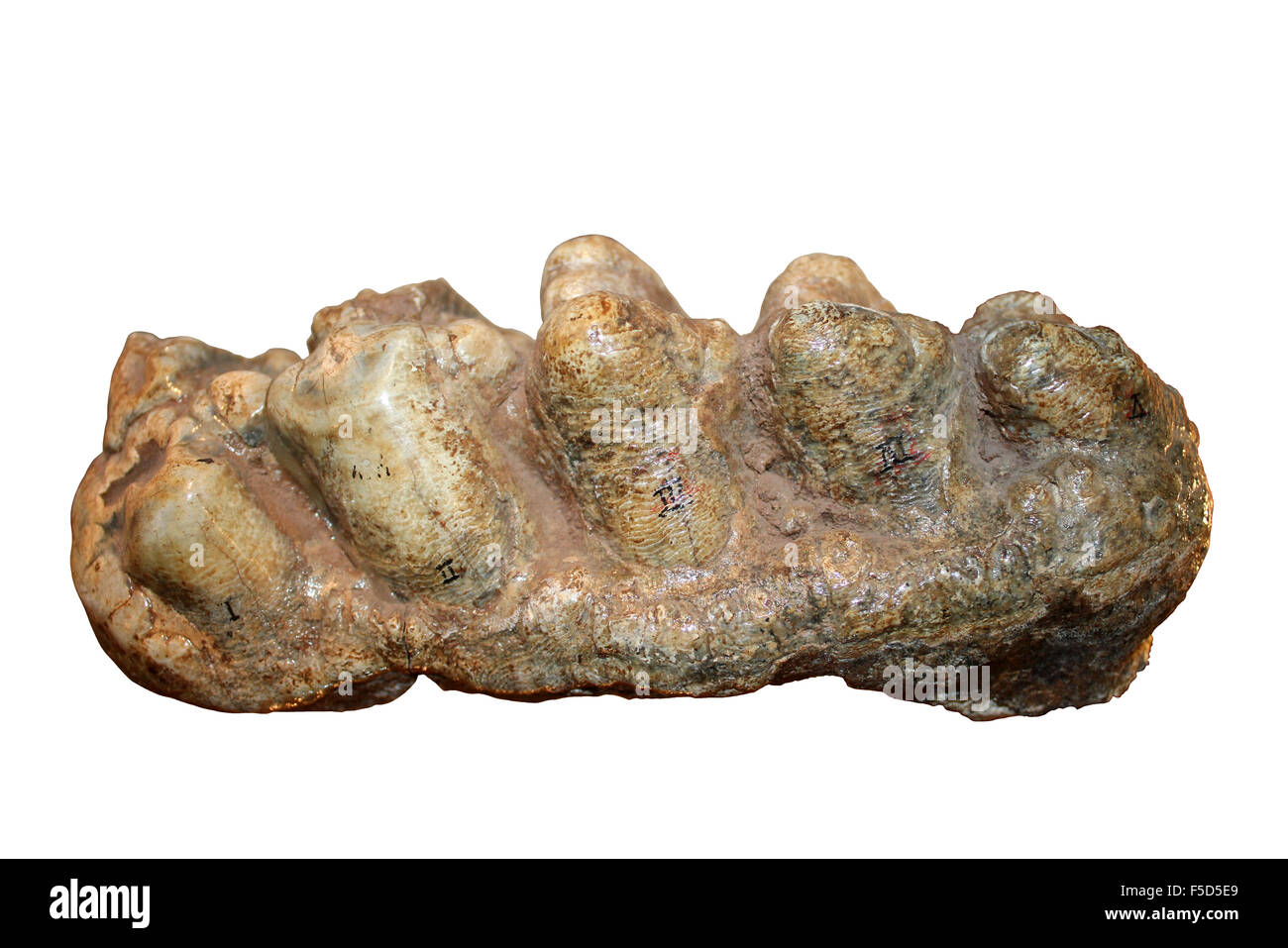 Versteinerten Zähne von der ausgestorbenen südamerikanischen Mastodont Cuvieronius hyodon Stockfoto