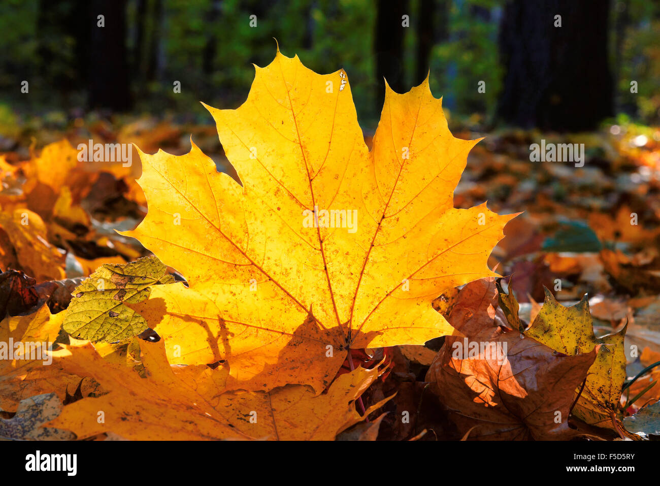 Bunte Herbstblätter Ahorn Stockfoto