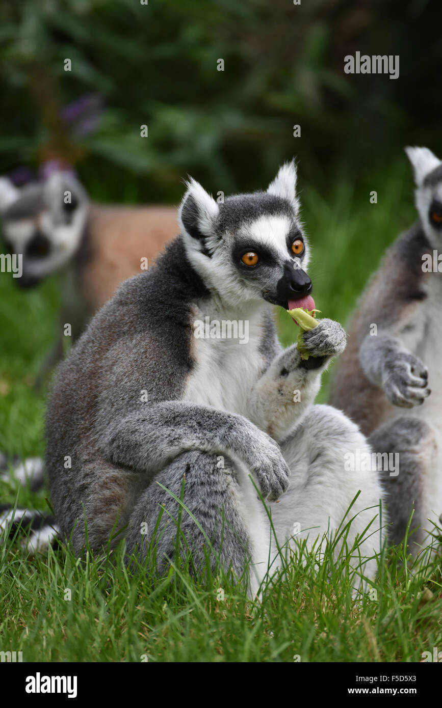 Lemur, Essen im freien Stockfoto