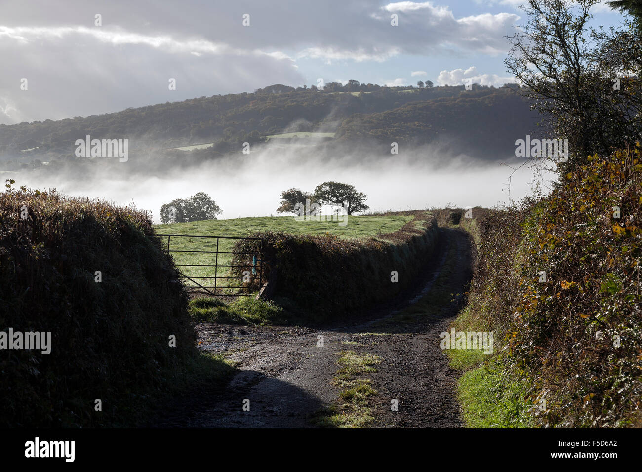 nebligen Devon Lane, Großbritannien, British, Land, Landschaft, Dartmoor, Reiseziel, Devon, dramatisch, England, Englisch, Dunsford, Stockfoto