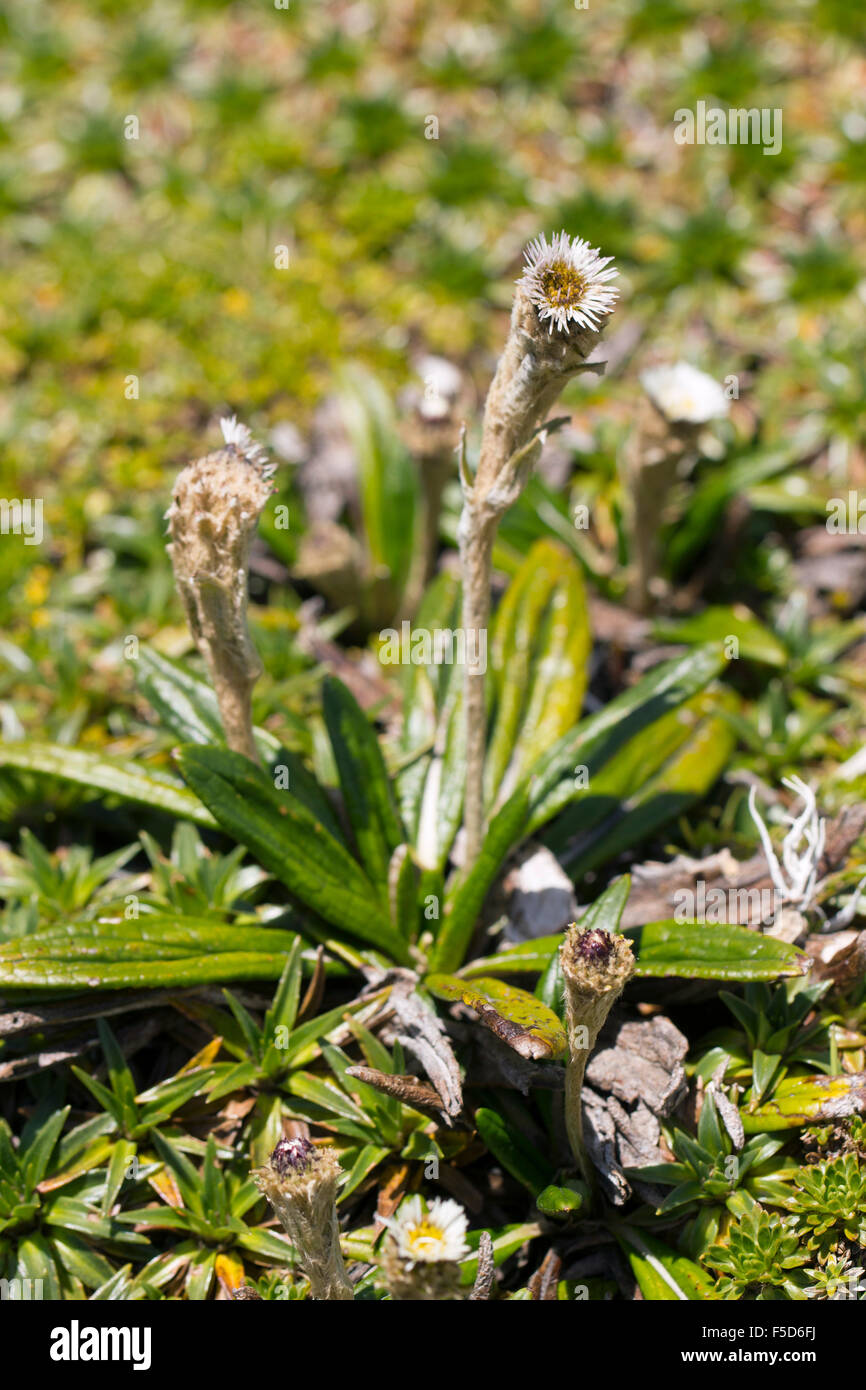 Anden Blume Werneria SP. Asteraceae wächst auf den hohen Paramo auf 4.500 m Höhe über Papallacta, Ecuador Stockfoto