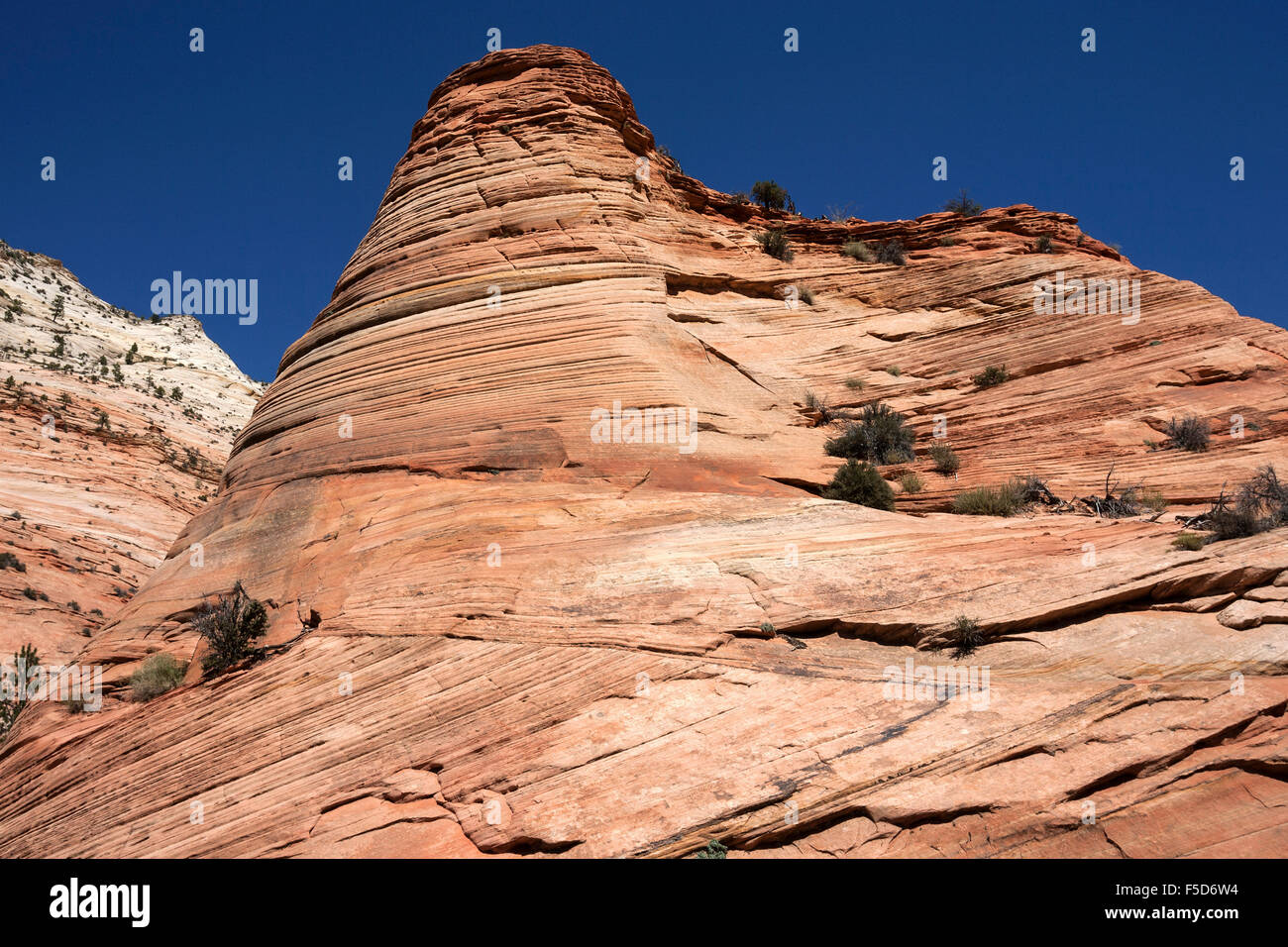 Versteinerten Sanddünen in Clear Creek am Zion-Mount Carmel Highway, Zion Nationalpark, Utah, USA Stockfoto