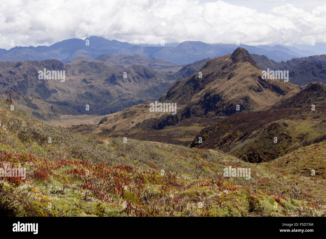 Hoch in den Anden in 4.500 m Höhe in der Nähe von Papallacta, Ecuador. Stockfoto