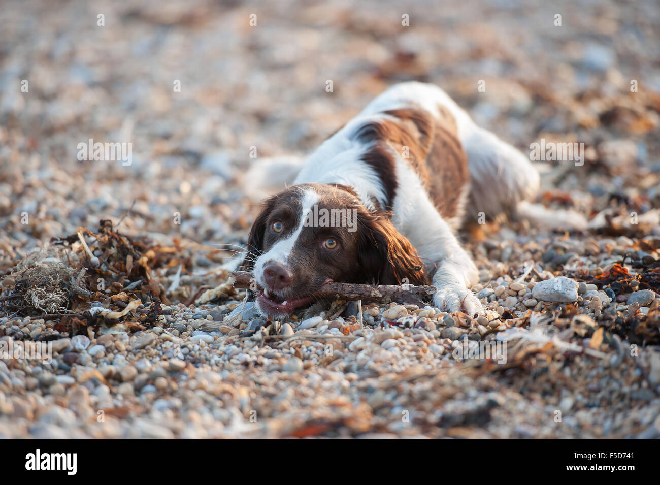 Springer Spaniel am Strand Stockfoto