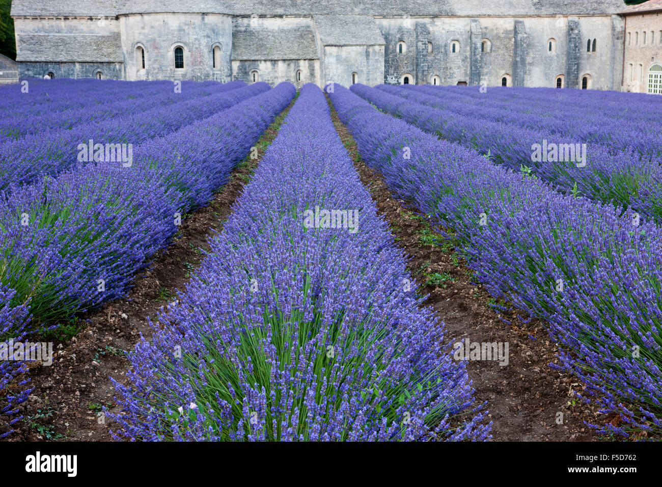Reihen von blühenden Lila Lavendel vor Zisterzienser-Abtei Abbaye Notre-Dame de Sénanque, Vaucluse, Provence Stockfoto