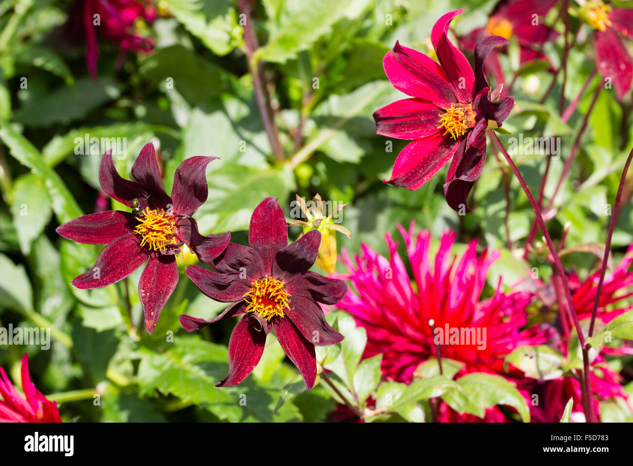 Einzelblüten von Dahlia "Dark Desire" können dunkelrot gestreift mit rosa oder braun sein. Stockfoto