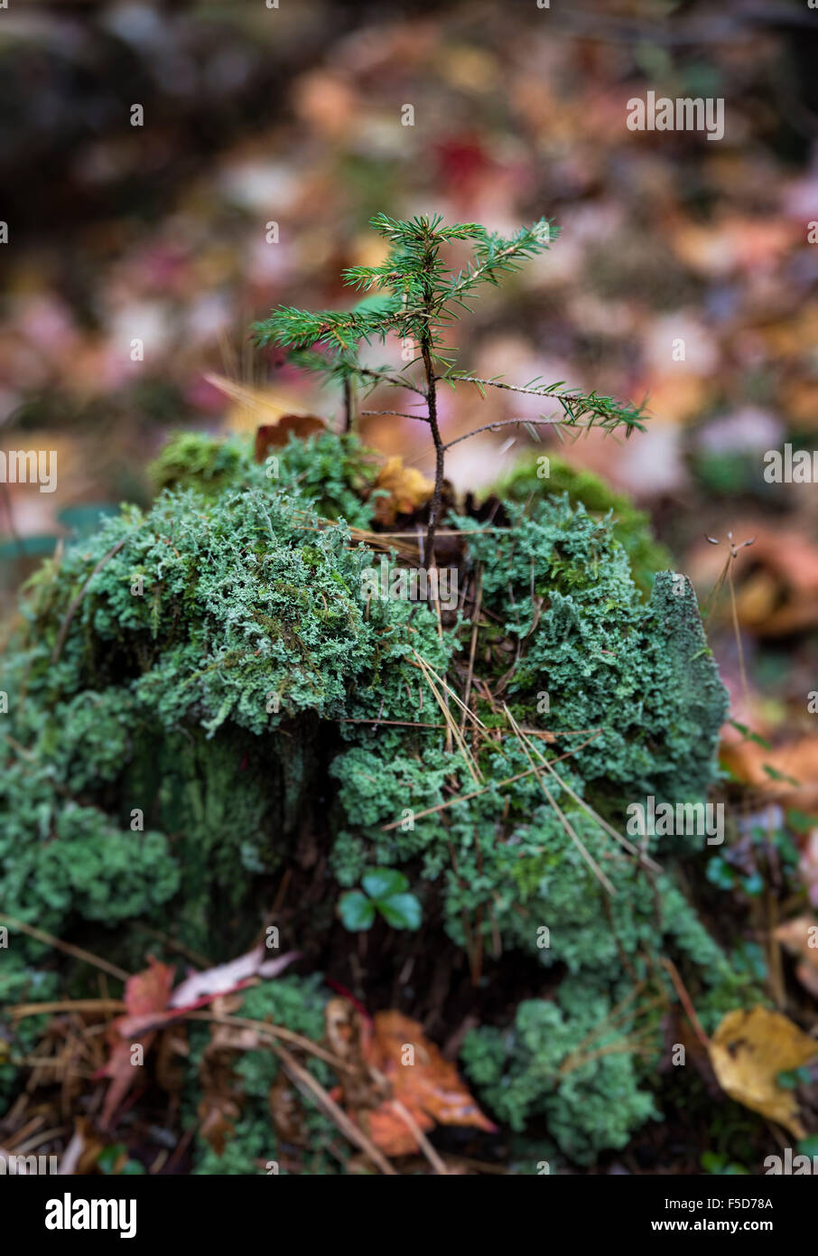 Fragile Nadelbaum Sämling wächst aus dem morschen Stamm von einem Baum, New Hampshire, USA Stockfoto