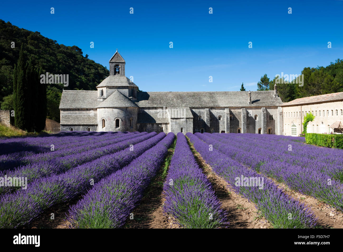 Zisterziensische Abtei Abbaye Notre-Dame de Senanque mit Lavendelfeld, Vaucluse, Provence, Provence-Alpes-Côte d ' Azur, Frankreich Stockfoto