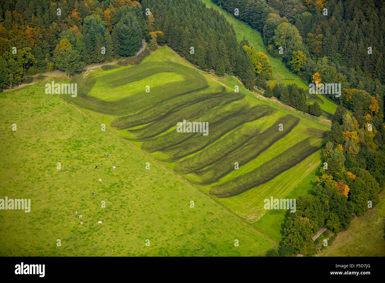 Gedüngten Feld, Birmecke Gülle Field, Meschede, Sauerland, Nordrhein-Westfalen, Deutschland Stockfoto