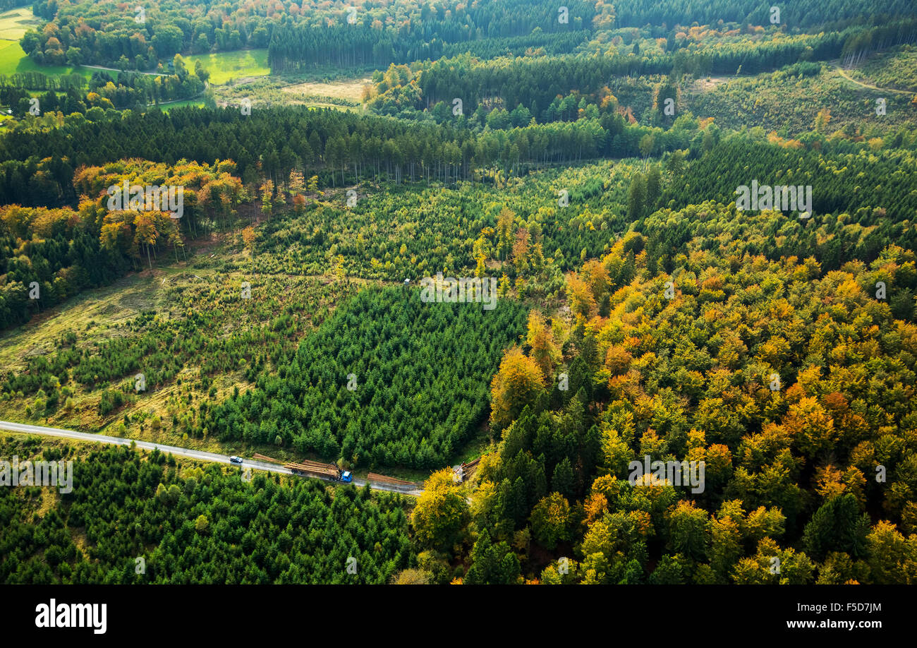 Waldarbeiter, Baum Fällen und Wald-Management, Mescheder Wald Glassmecke, Meschede, Sauerland, Nordrhein-Westfalen Stockfoto