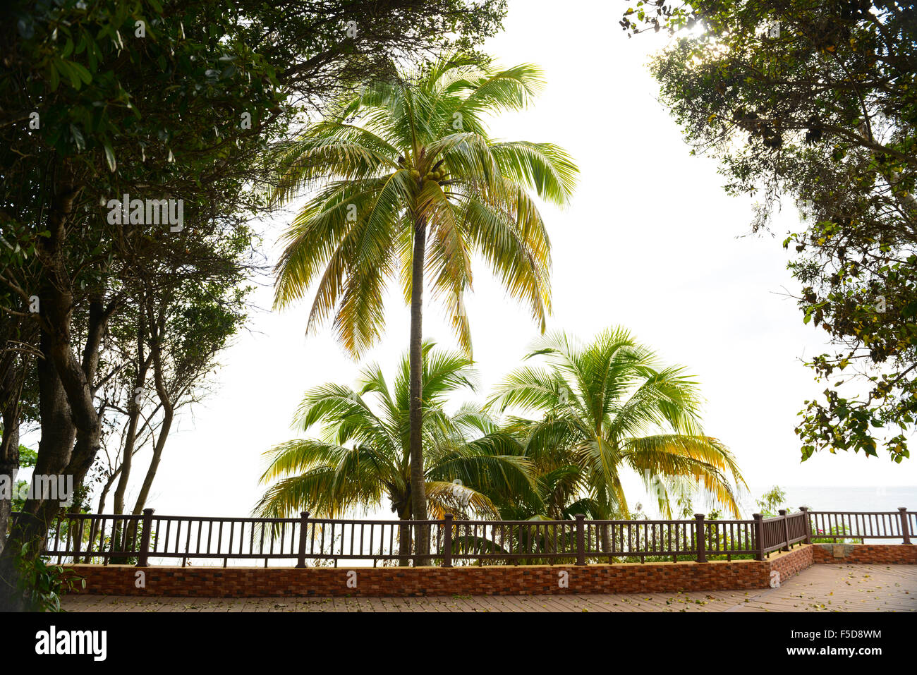 Palmen im Rincon Lighthouse Park. Rincón, Puerto Rico. Territorium der USA. Karibik-Insel. Stockfoto