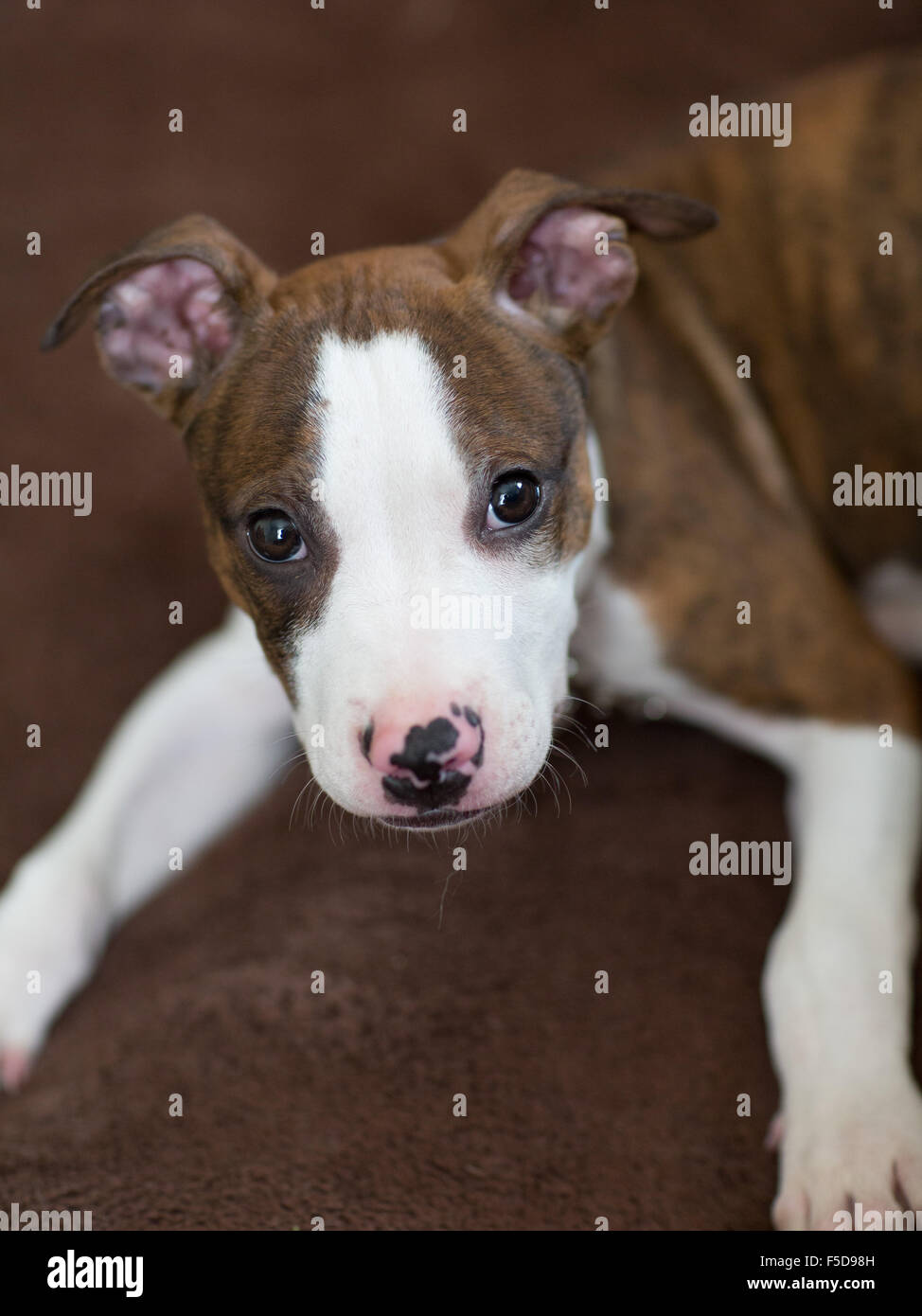 Ein Foto eines Pit Bull Welpen Stockfoto