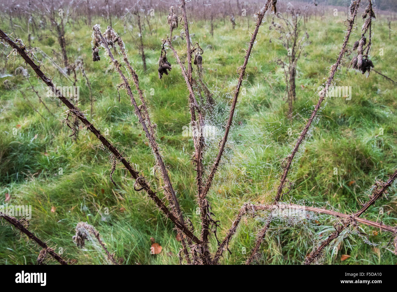 Wadhurst, UK. 1. November 2015. Spinnen Stege schmücken die sterbenden Pflanzen in einem Feld nahe Wadhurst. Dann Bahnen werden durch die schwache Herbst Sonne beleuchtet und sind mit Tau aus dem früheren Nebel bedeckt. Bildnachweis: Guy Bell/Alamy Live-Nachrichten Stockfoto