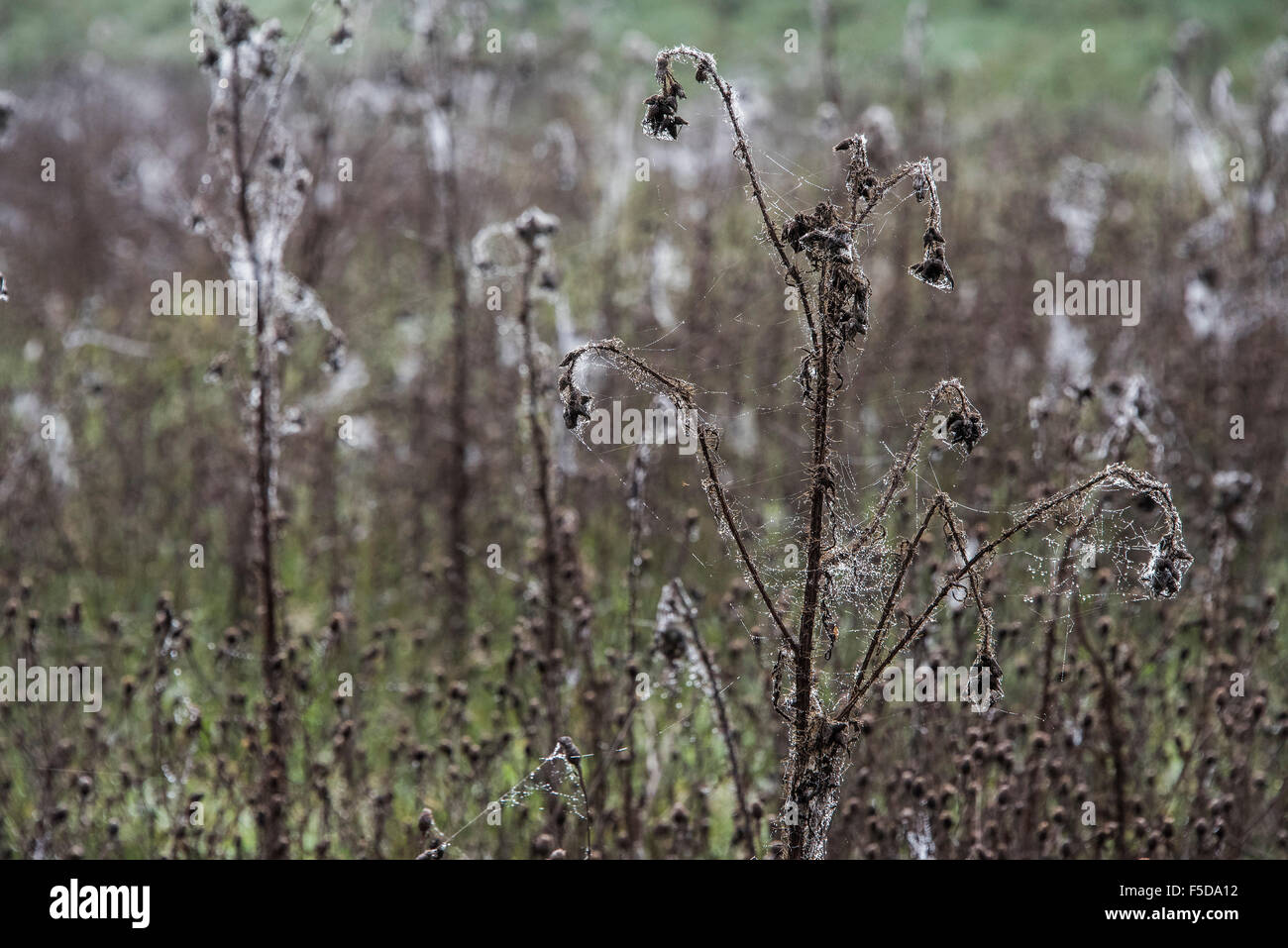 Wadhurst, UK. 1. November 2015. Spinnen Stege schmücken die sterbenden Pflanzen in einem Feld nahe Wadhurst. Dann Bahnen werden durch die schwache Herbst Sonne beleuchtet und sind mit Tau aus dem früheren Nebel bedeckt. Bildnachweis: Guy Bell/Alamy Live-Nachrichten Stockfoto