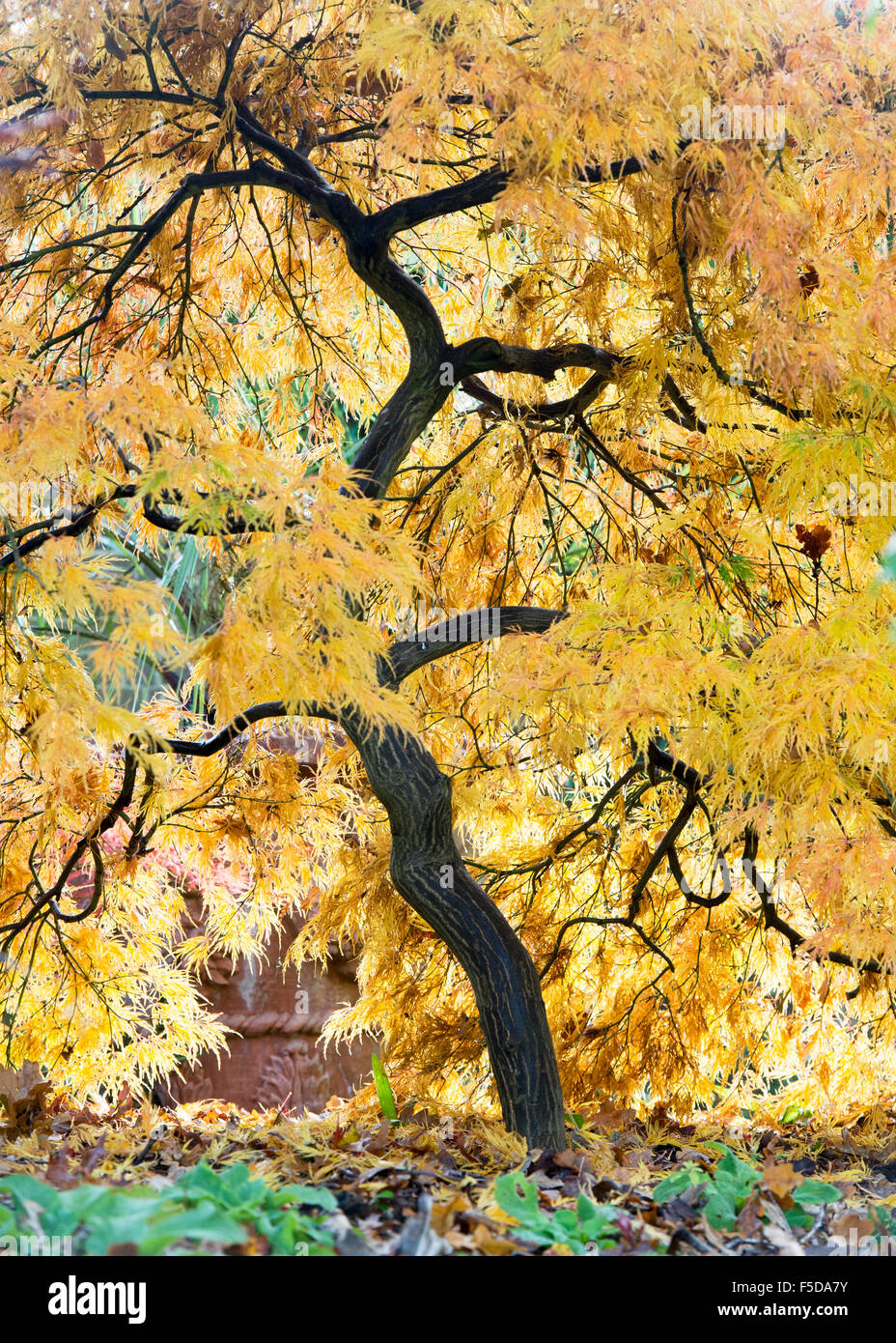 Acer Palmatum Dissectum. Japanische Ahorn im Herbst Stockfoto