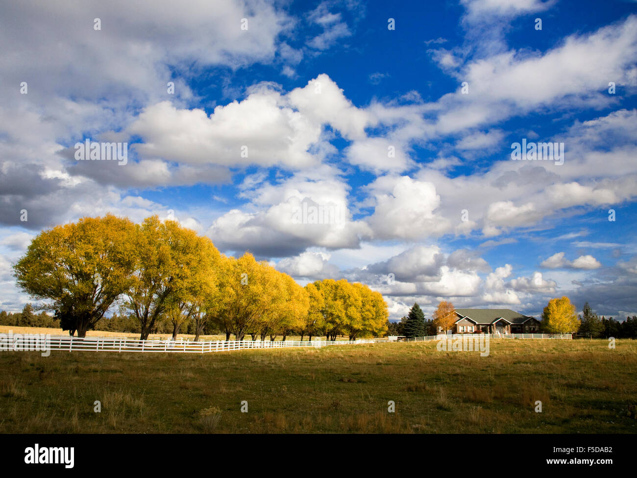 Ein Bauernhof mit einem weißen Zaun und eine Linie von Weiden drehen Gold im Herbst in Bend, Oregon Stockfoto