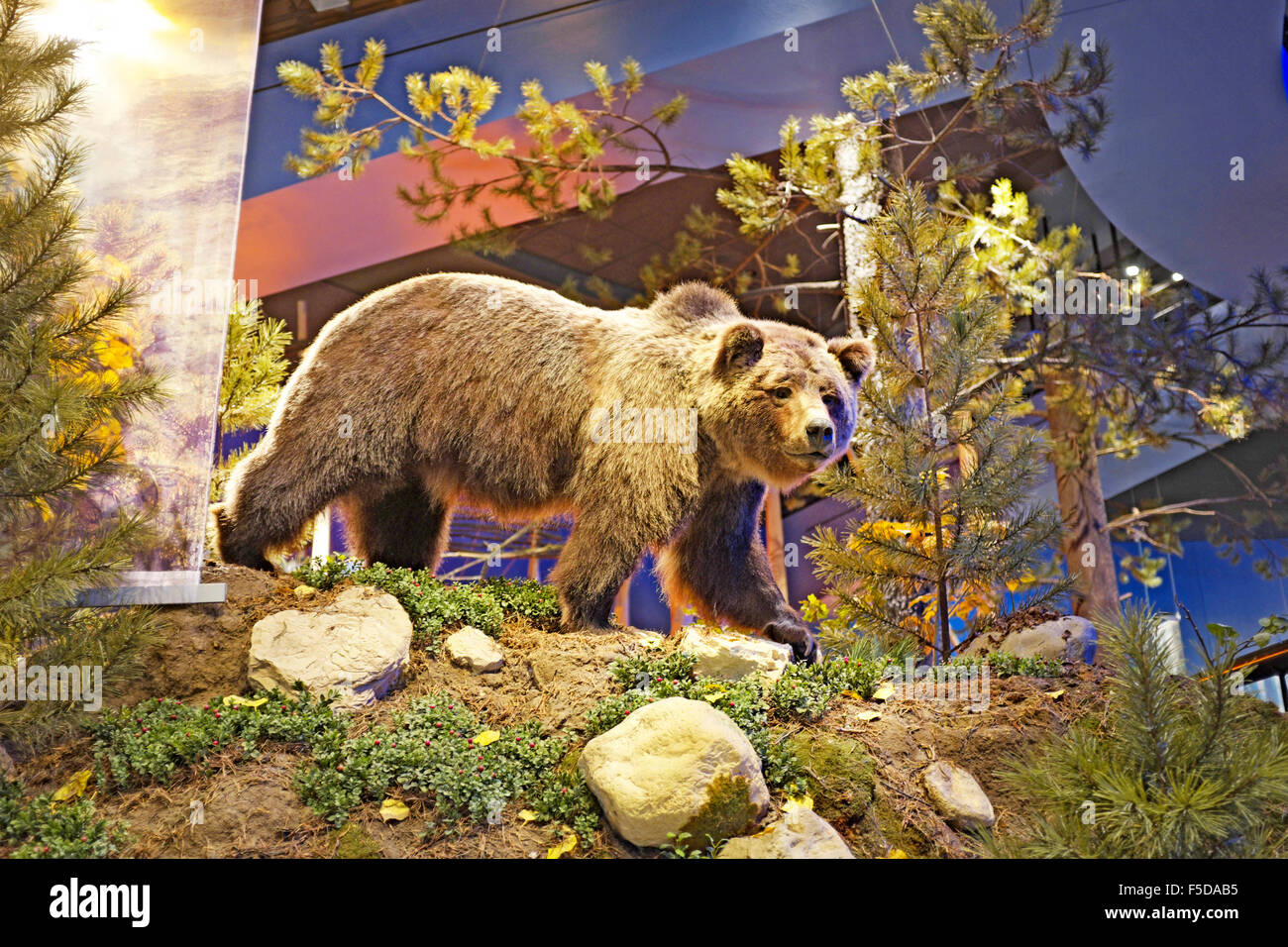 Grizzly Bear Ausstellung in Buffalo Bill Center des Westens in Cody, Wyoming Stockfoto