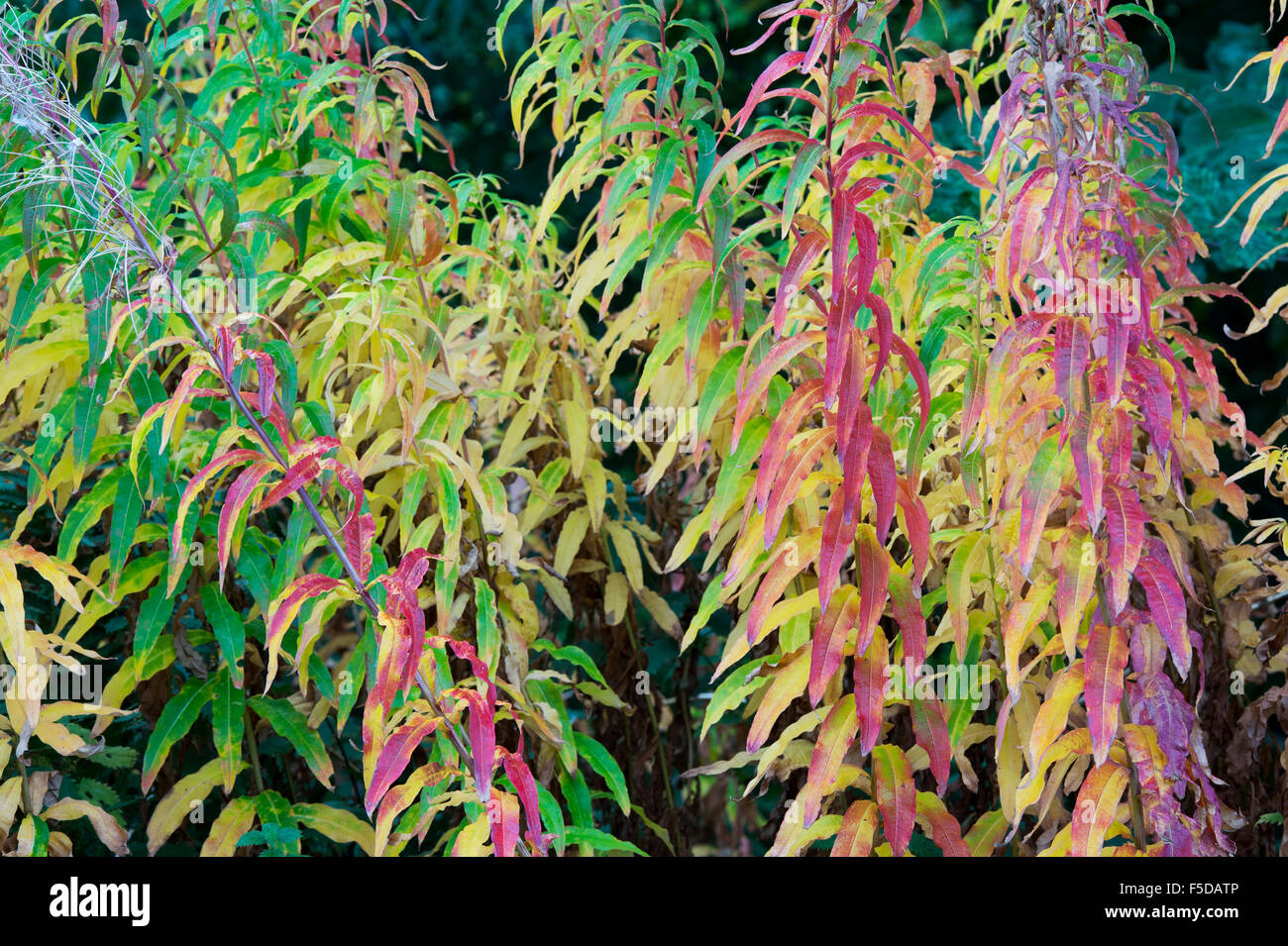 Chamerion Angustifolium. Rosebay Weidenröschen im Herbst in der schottischen Landschaft Stockfoto