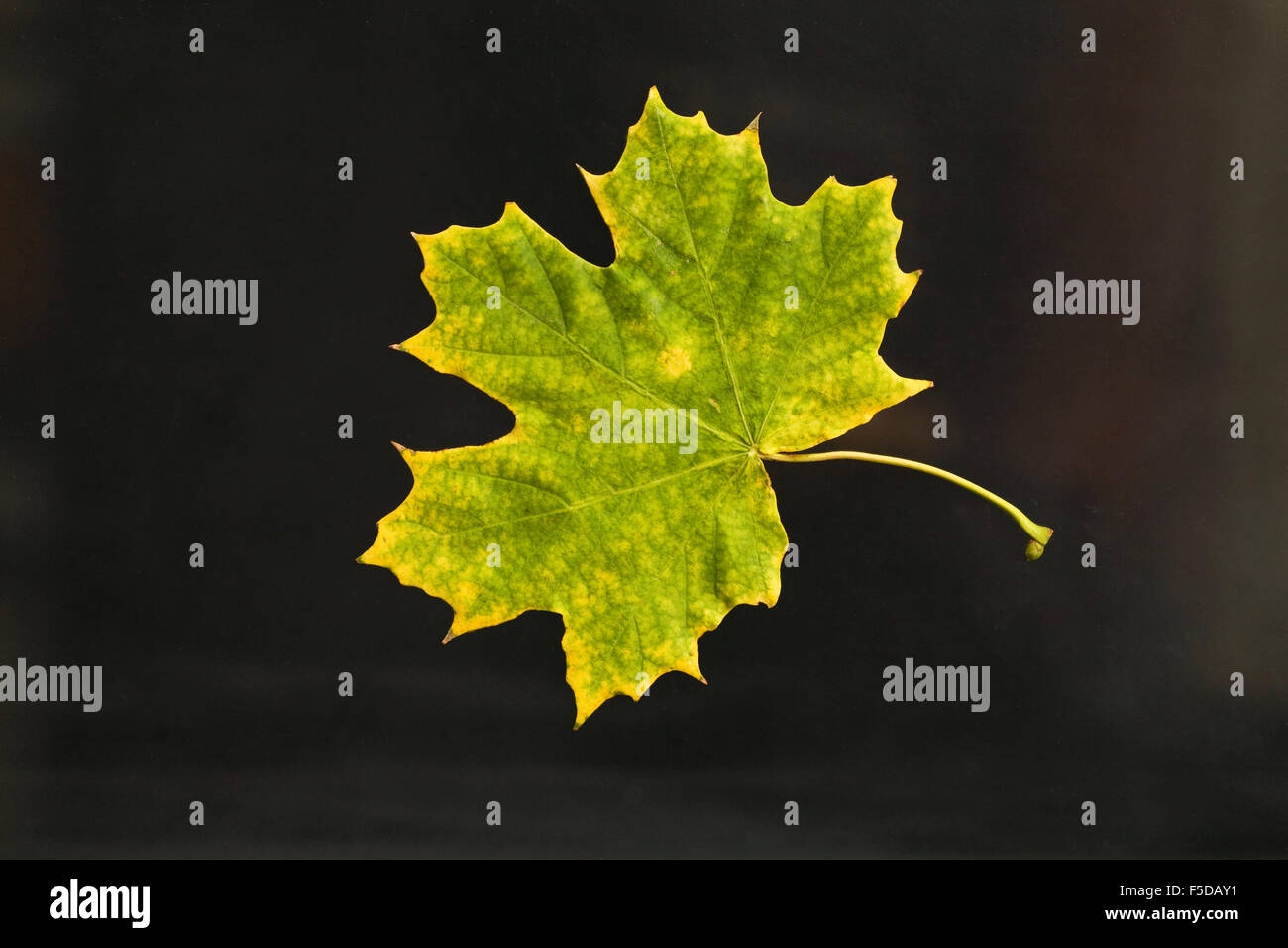 Ein Ahornblatt, die gerade wieder Farbe im Herbst Stockfoto
