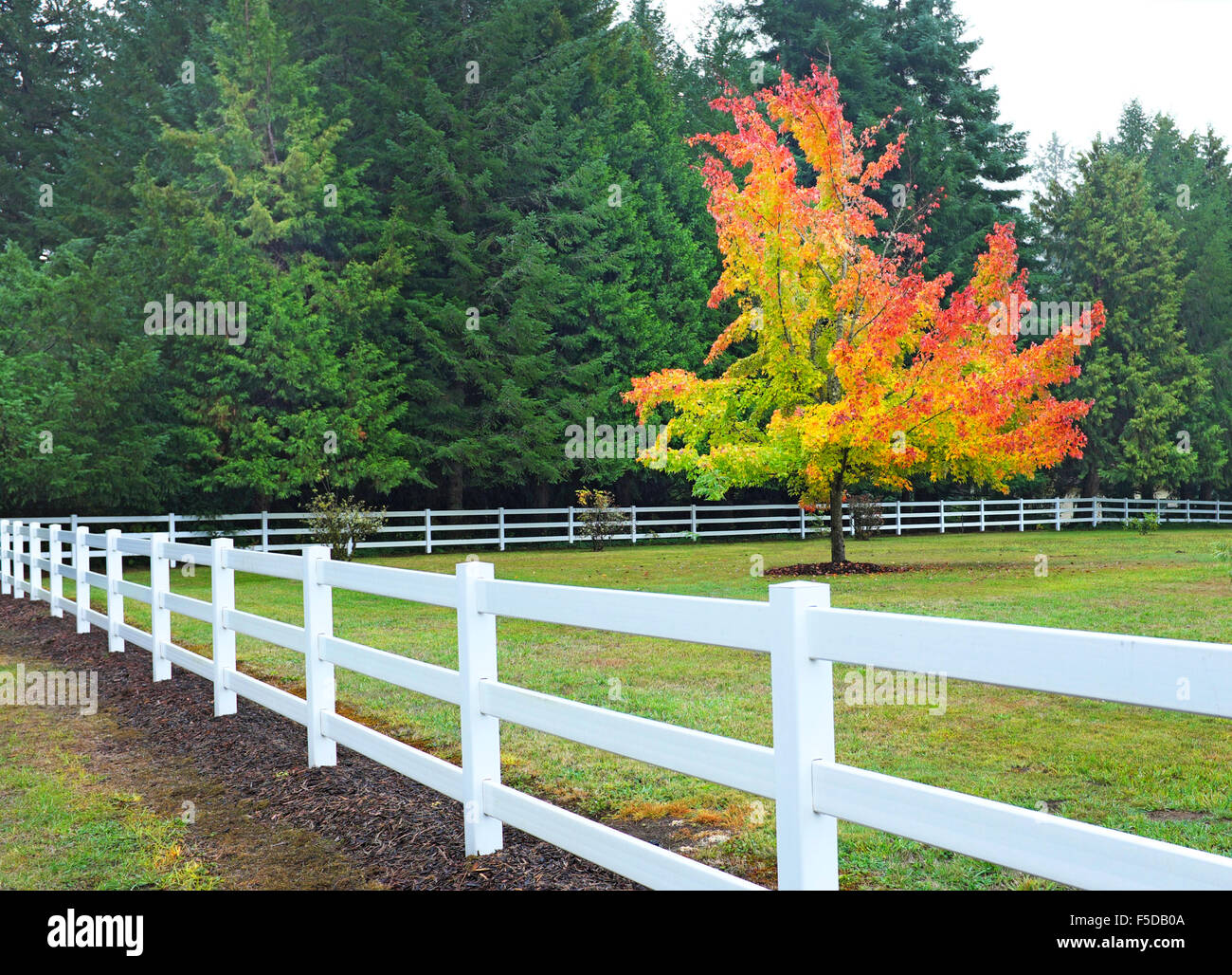 Weißer Zaun und ein Ahornbaum drehen Rot und Gold im Herbst im Willamette Valley in westlichen Oregon in der Nähe der Stadt Eug Stockfoto