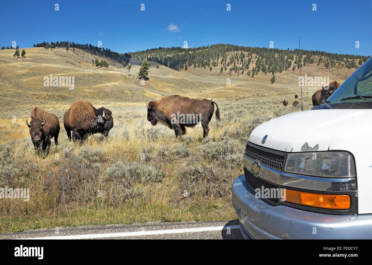 Amerikanischer Bison oder Büffel auf der Straße durch Yellowstone National Park, entlang dem Yellowstone River. Stockfoto