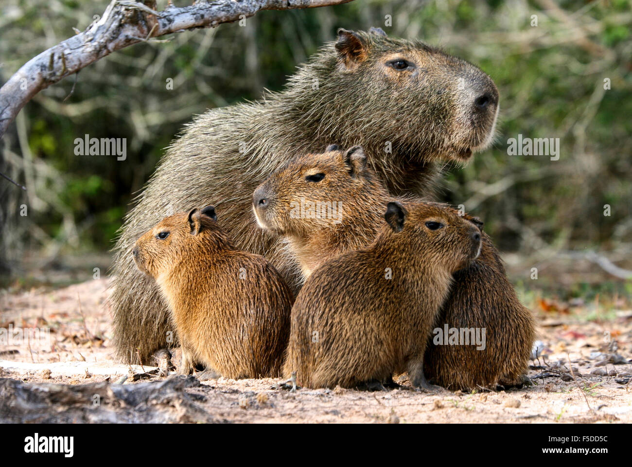 Capybara-Familie in das Pantanal-Brasilien Stockfoto