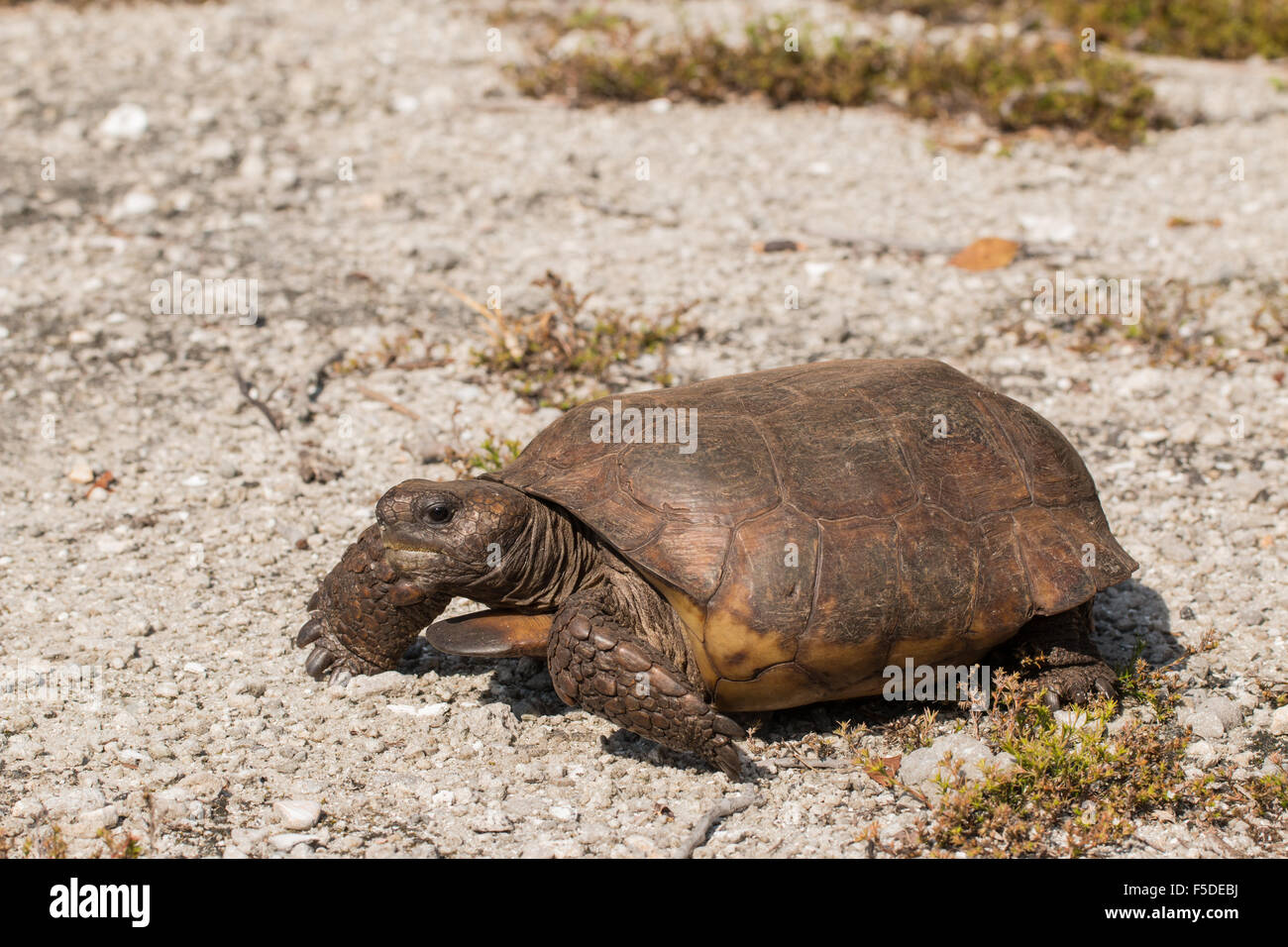 Ein Erwachsener Gopher-Schildkröte - Gopherus polyphemus Stockfoto