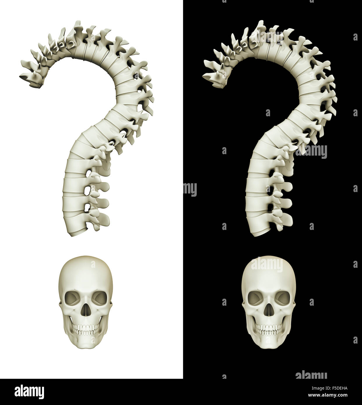 Frage von Leben oder Tod / 3D Render Fragezeichen aus Wirbelsäule und Schädel, isoliert auf weiß und schwarz Stockfoto