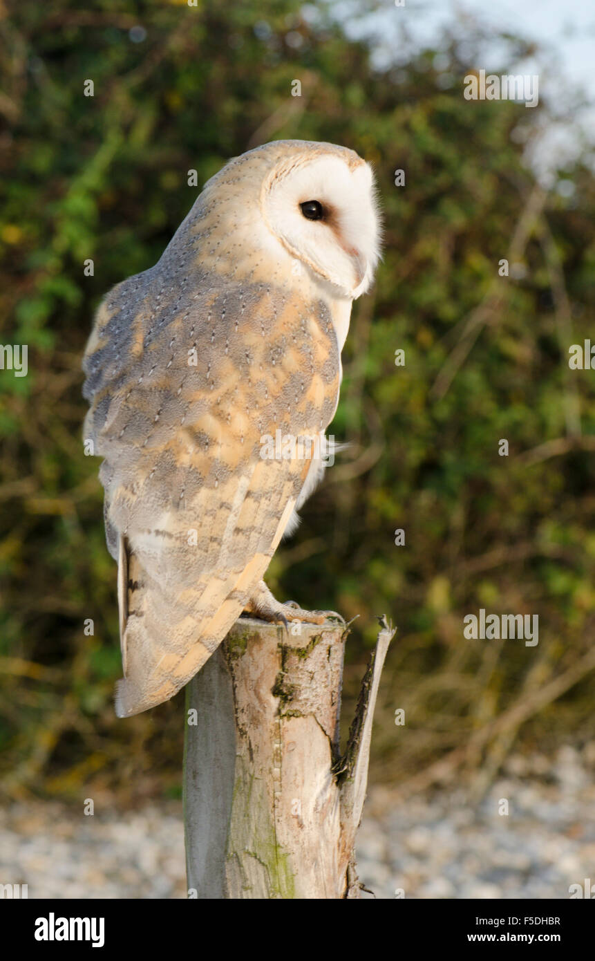 Schleiereule [Tyto alba) Sussex, UK.  Küste. Oktober einen Beitrag vor einem Busch gehockt. Stockfoto