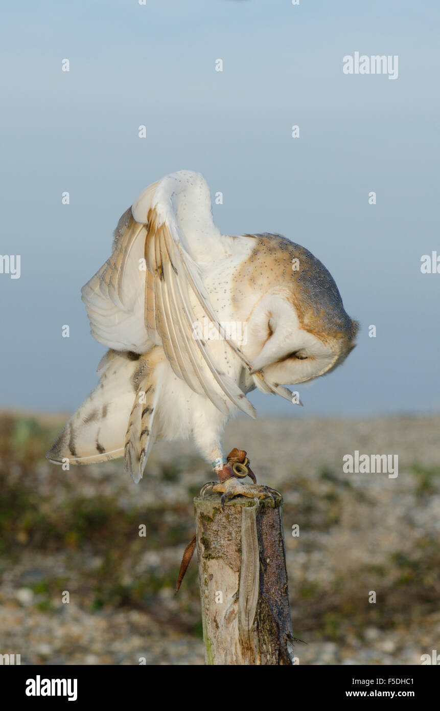 Schleiereule [Tyto alba) Küste von Sussex Oktober. Haustier Out für Übung. Flügel-Federn putzen. Stockfoto