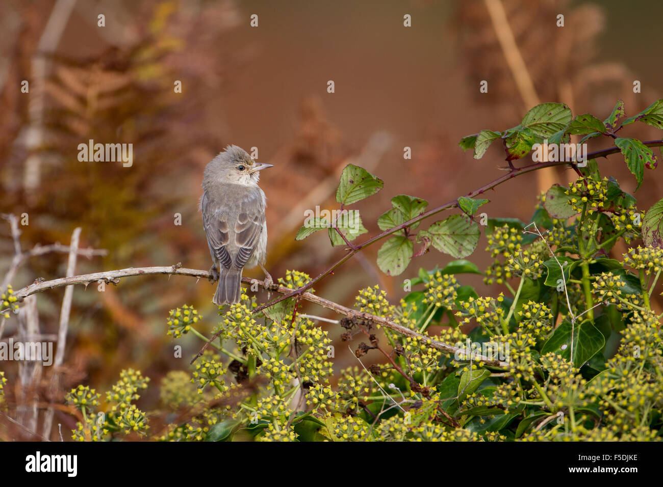 Juvenile Barred Warbler (Sylvia Nisoria) gehockt Bramble, St Levan, Cornwall, UK Stockfoto