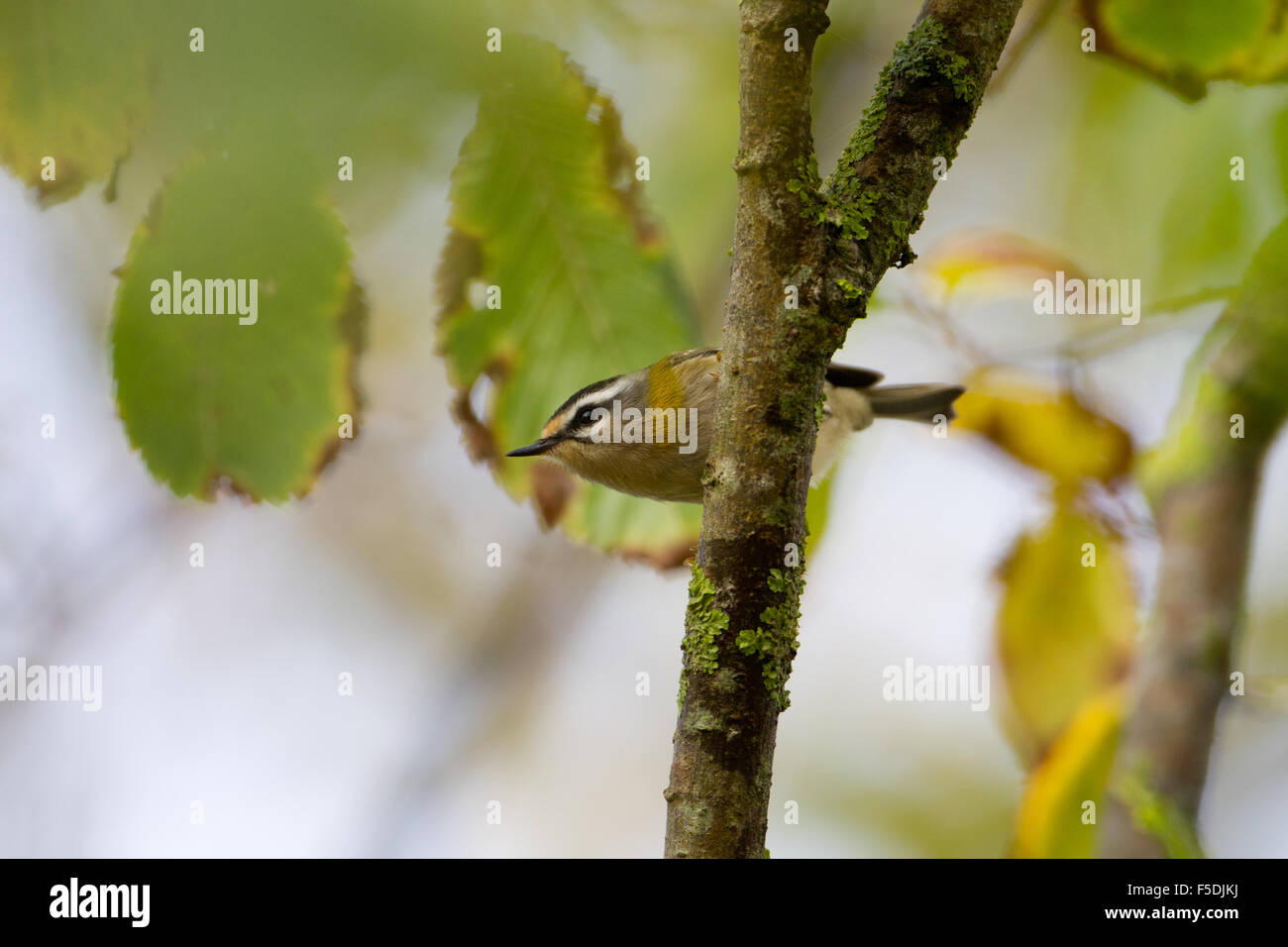 Firecrest (Regulus Ignicapilla) im Baum, St Levan, Cornwall, UK Stockfoto