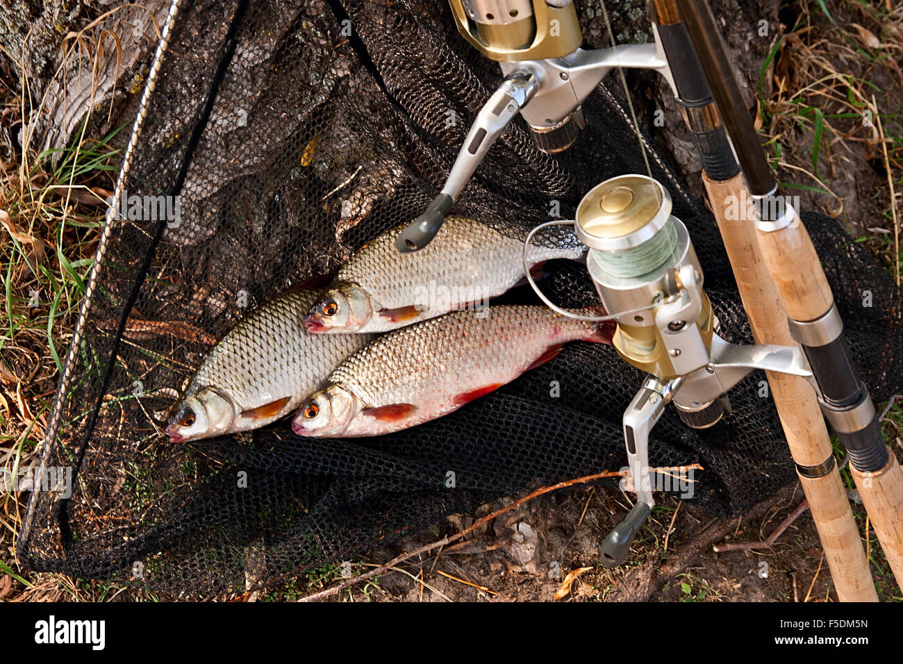 Roach Süßwasserfisch gerade aus dem Wasser genommen. Einige roach Fisch auf Fischernetz. Fang von Süßwasserfischen und Angelruten wi Stockfoto