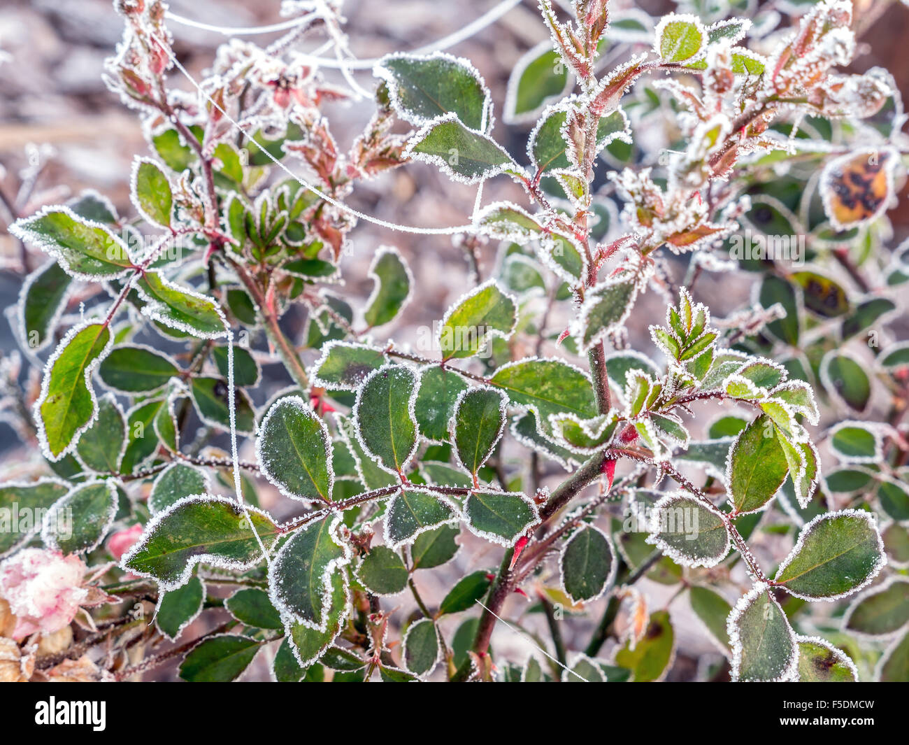 Nahaufnahme von rose Strauch Blättern bedeckt mit Morgen frost Stockfoto