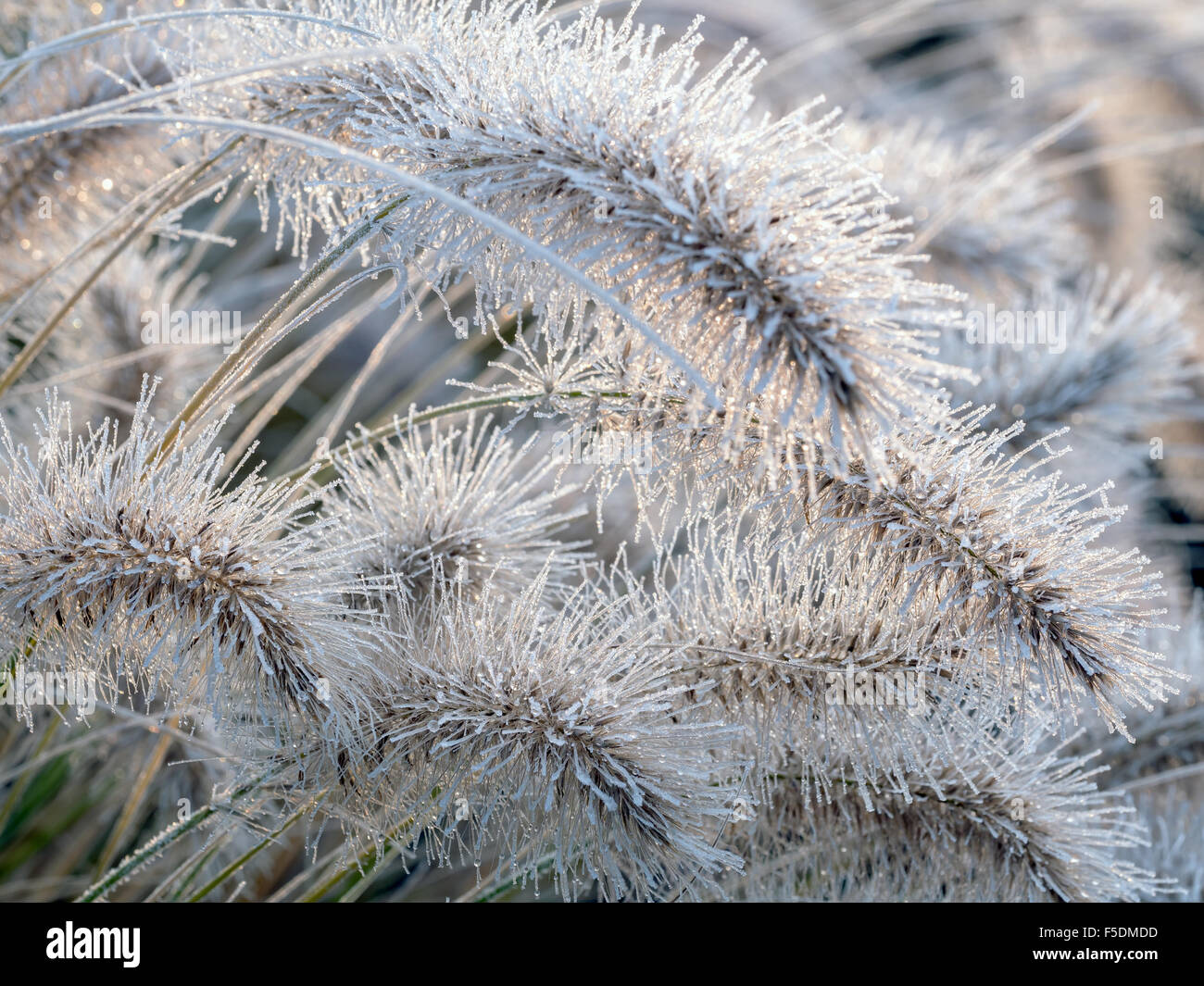 Aristae Lampenputzergras Alopecuroides Gras bedeckt mit Morgen frost Stockfoto