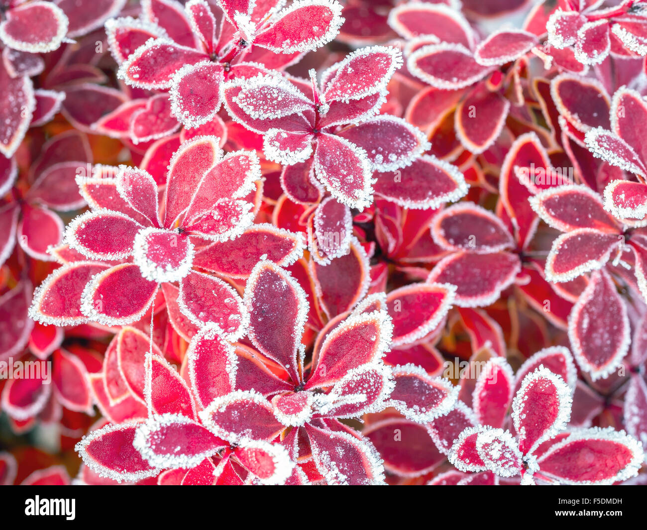 Nahaufnahme der Berberitze Blättern bedeckt mit Morgen frost Stockfoto