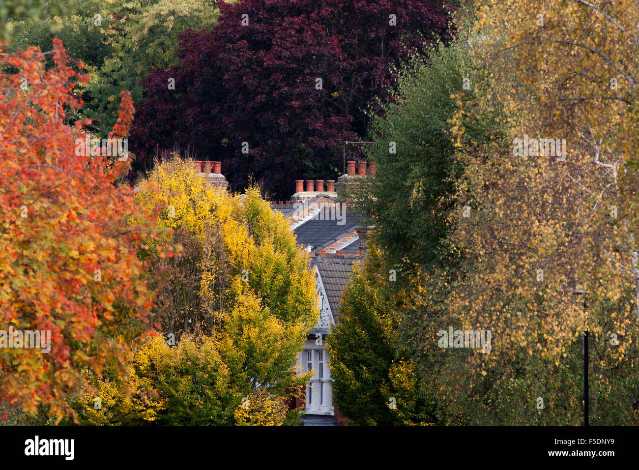 Herbst Farbe in den Bäumen des Dukes Avenue, einer Straße im Norden Londons Bezirk Muswell Hill. Stockfoto