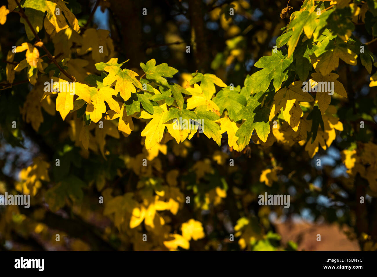 Kastanie Blätter Baum Herbstfärbung Stockfoto