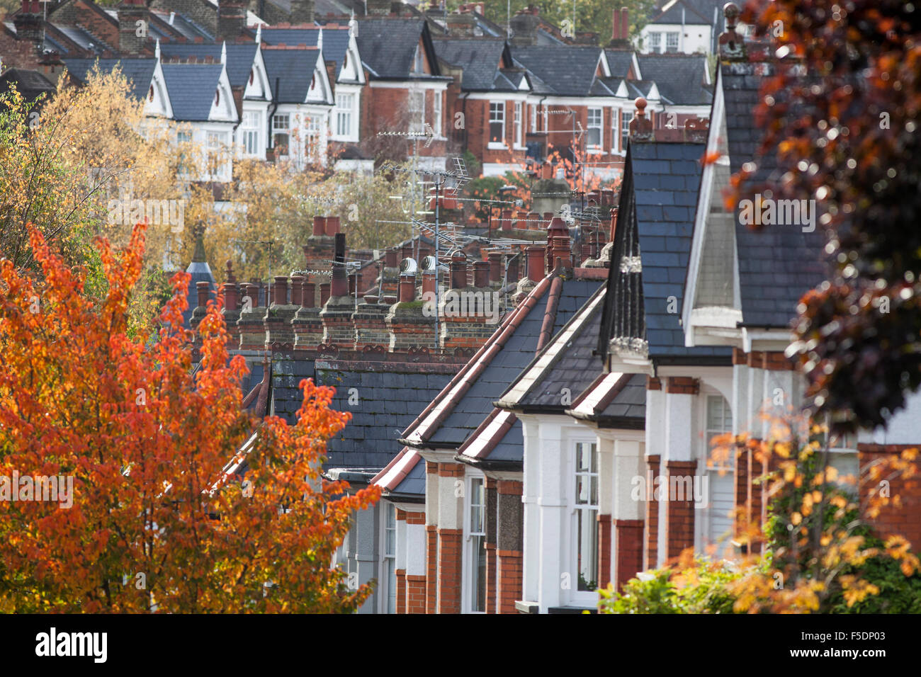 Herbst Farbe in den Bäumen des Dukes Avenue, einer Straße im Norden Londons Bezirk Muswell Hill. Stockfoto